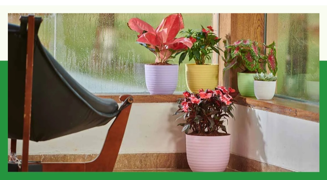 Screenshot_20231205-154750_Chrome
